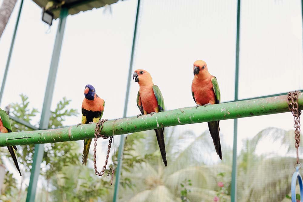 ARCO PETS BIRDS